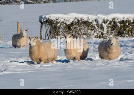 Pecore nella neve profonda in un campo di Hereford REGNO UNITO Foto Stock