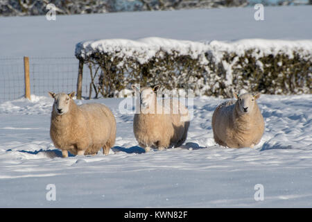 Pecore nella neve profonda in un campo di Hereford REGNO UNITO Foto Stock