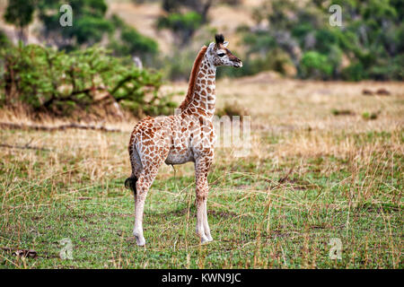 Nuovo nato Masai giraffe, Giraffa camelopardalis tippelskirchi, Serengeti National Park, sito patrimonio mondiale dell'UNESCO, Tanzania Africa Foto Stock