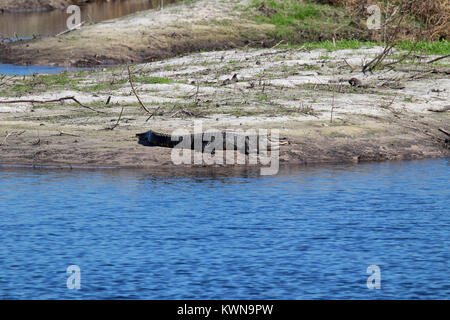 Il coccodrillo americano a prendere il sole sulla riva del fiume a Myakka River State Park Florida Foto Stock