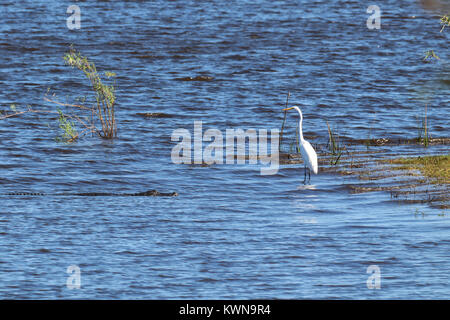 Il coccodrillo americano che strisciano su un airone bianco maggiore a Myakka State Park Florida Foto Stock