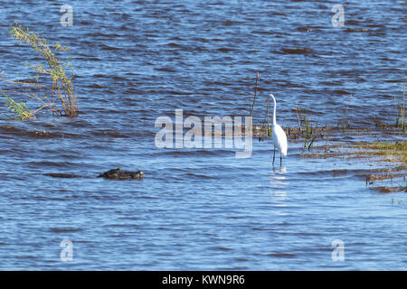 Il coccodrillo americano che strisciano su un airone bianco maggiore a Myakka State Park Florida Foto Stock