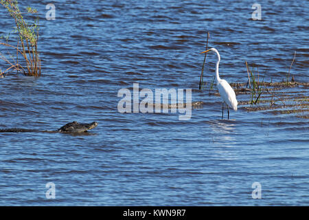 Il coccodrillo americano che strisciano su un airone bianco maggiore a Myakka State Park Florida Foto Stock