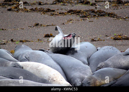 Sbadiglio Elefante marino del sud Valdez Foto Stock