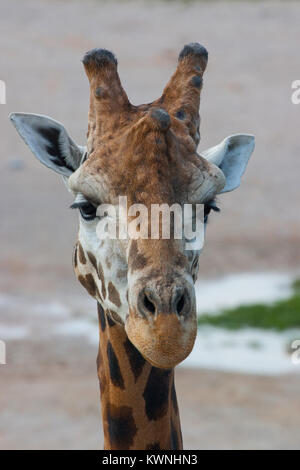 Dettaglio della giraffa Rothschild nel parco di safari Foto Stock