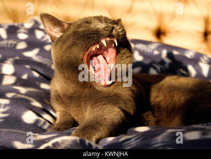 Close up di un Britannico gatto blu del volto ha la sua bocca è ampia e aperta a sbadigliare che mostra i suoi denti, la linguetta e l'interno della bocca, con una zampa tesa g Foto Stock