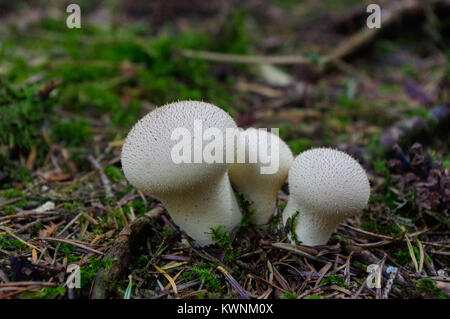 Lycoperdon marginatum funghicoltura in foresta terreno. Noto come il peeling puffball Foto Stock
