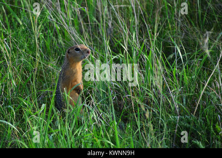 Gopher grigio in erba sulle sue gambe di cerva Foto Stock