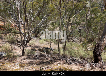 Savana Australiana nei pressi di Werribee Gorge in Victoria, Australia Foto Stock