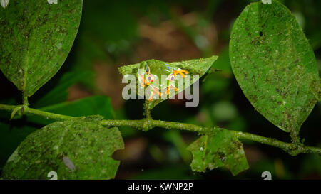 Red-eyed raganella, Agalychnis callidryas di notte Foto Stock