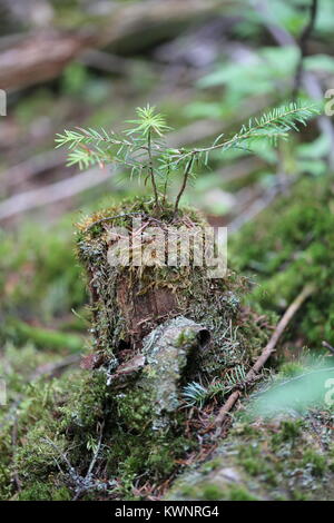 Balsam Fir [Abies balsamea] crescono fuori del moncone di piccole dimensioni. Foto Stock