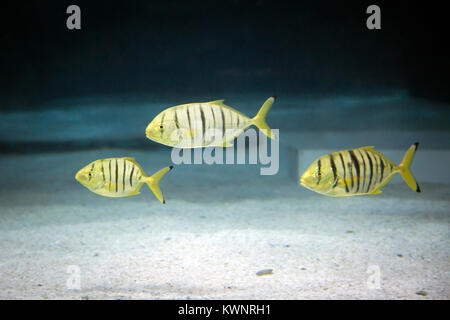 RF - Foto di varie forme di vita marina. pesce tropicale, la tartaruga, meduse, stingray, acquario 046 Foto Stock