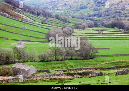 Swaledale fondovalle, mostrando un ampia vista di fienili e muri in pietra a secco tipico dell'area. Foto Stock
