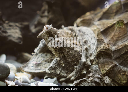 Alligatore tartaruga a scatto nel giardino zoologico. Macrochelys temminckii. Foto Stock