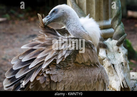 Avvoltoio bellissimo uccello Foto Stock