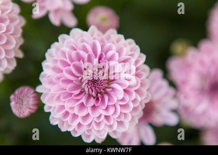 Crisantemo rosa fiori che sbocciano in giardino Foto Stock