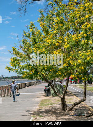 Esterno vista estiva di alberi & pescatore all'Aeroporto Aeroparque Jorge Newbery; Buenos Aires, Argentina Foto Stock