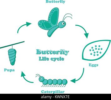 A farfalla per ciclo di vita in stile monocromatico, disegno vettoriale Illustrazione Vettoriale