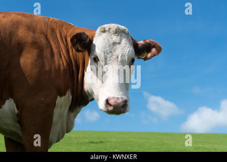 Hereford bestiame in pascoli montani della Cumbria, vicino il Howgill fells, UK. Foto Stock