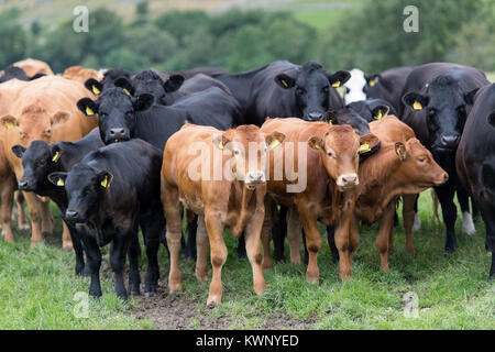 Allevamento di carne bovina commerciale Vacche Bovini con Limousin discende i vitelli in Yorkshire Dales, UK. Foto Stock