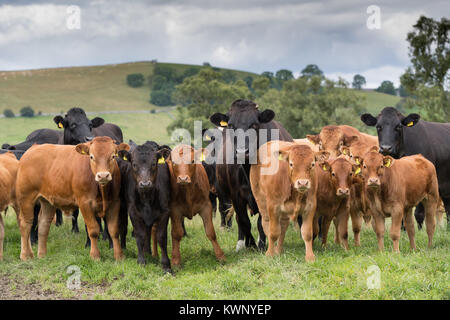 Allevamento di carne bovina commerciale Vacche Bovini con Limousin discende i vitelli in Yorkshire Dales, UK. Foto Stock