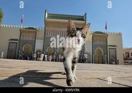 Street cat fuori Moorish entrata al Palazzo Reale. Dar-el-Makhzan. Fez. Il Marocco. Il Nord Africa Foto Stock