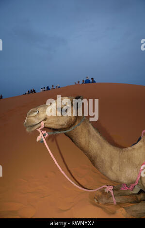 Escursione in cammello alle dune di sabbia di Merzouga, Marocco, Africa del Nord Foto Stock