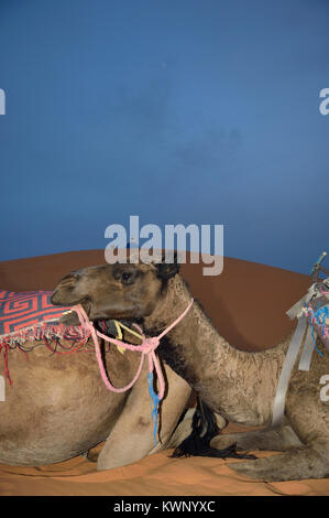 Cammelli in appoggio sulle dune di sabbia di Merzouga, Marocco, Africa del Nord Foto Stock