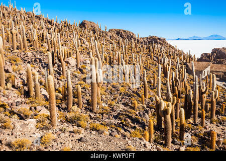 Cactus island il Salar de Uyuni (sale) piana vicino a Uyuni, Bolivia Foto Stock