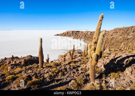 Molto grandi cactus sull isola di Cactus, Salar de Uyuni (sale) piana vicino a Uyuni, Bolivia Foto Stock