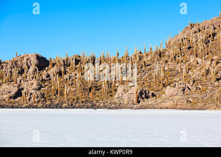 Vista della copertura di cactus Isla del pescado (Isola di pesce) con il sale di Uyuni piatto in Bolivia Foto Stock