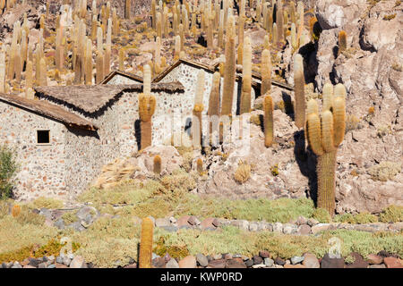 Vista della copertura di cactus Isla del pescado (Isola di pesce) con il sale di Uyuni piatto in Bolivia Foto Stock