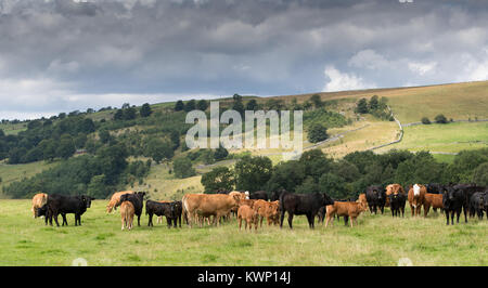 Allevamento di carne bovina commerciale Vacche Bovini con Limousin discende i vitelli in Yorkshire Dales, UK. Foto Stock