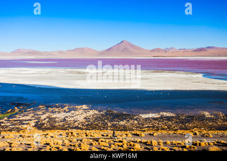 Laguna Colorada (Red Lake) è un bellissimo lago nel Altiplano della Bolivia Foto Stock