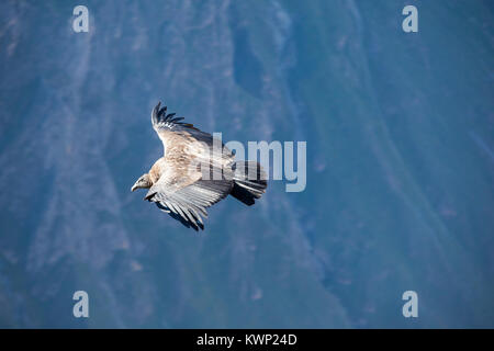 Condor battenti vicino a Cruz del Condor Viewpoint, Canyon del Colca, Perù Foto Stock