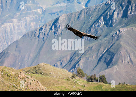 Condor battenti vicino a Cruz del Condor Viewpoint, Canyon del Colca, Perù Foto Stock