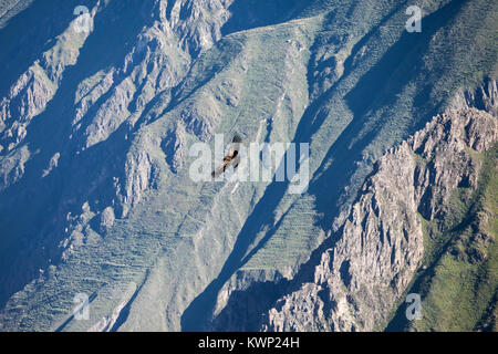 Condor battenti vicino a Cruz del Condor Viewpoint, Canyon del Colca, Perù Foto Stock