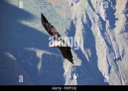 Condor battenti vicino a Cruz del Condor Viewpoint, Canyon del Colca, Perù Foto Stock