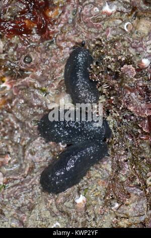 Mare Celtico slug (Onchidella celtica) gruppo alghe pascolo su roccia esposta su una molla a bassa marea, Cornwall, Regno Unito, Aprile. Foto Stock