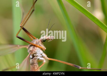 Vista ravvicinata della politica europea comune in materia di gru volare / Daddy Long legs (Tipula paludosa) recentemente emerse e poggiante su erba in acqua prato, UK. Foto Stock