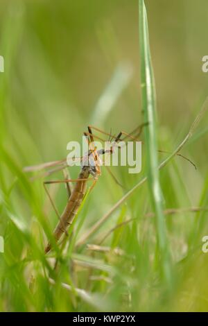 Maschio europeo comune gru volare / Daddy Long legs (Tipula paludosa) recentemente emerse e poggiante su erba in riverside acqua prato, Wiltshire, Foto Stock