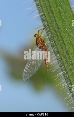 Stagno femmina olive mayfly (Cloeon dipterum) su un gambo di ortica, Wiltshire, Regno Unito, maggio. Foto Stock