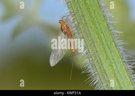 Stagno femmina olive mayfly (Cloeon dipterum) su un gambo di ortica, Wiltshire, Regno Unito, maggio. Foto Stock