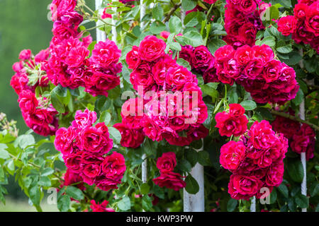 Rosso rosa rampicante, Rosa "Hamburger Phoenix' Foto Stock
