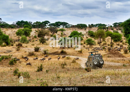 Blue gnu e safari auto sulla vallata del Parco Nazionale di Tarangire e, Tanzania Africa Foto Stock