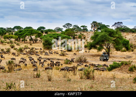 Blue gnu e safari auto sulla vallata del Parco Nazionale di Tarangire e, Tanzania Africa Foto Stock