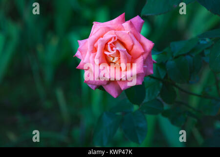 Unica rosa rosa su un verde naturale sfondo sfocato Foto Stock