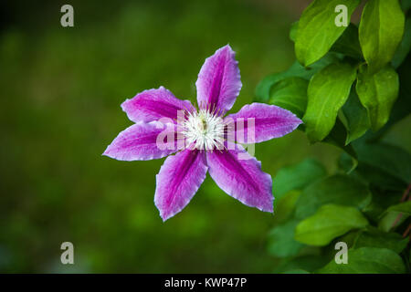 Viola fiore di clematis con foglie verdi. Sfocata naturale sfondo verde. Foto Stock