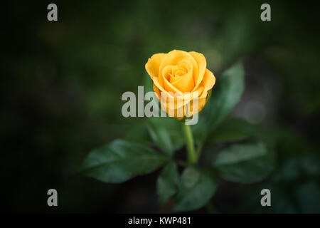 Unica rosa gialla su un verde naturale sfondo sfocato Foto Stock