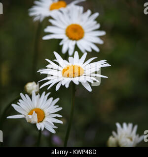 Quattro fiori di camomiles bianco e tre gemme. Una testa di fiori nel fuoco. Sfocata naturale sfondo verde. Foto Stock